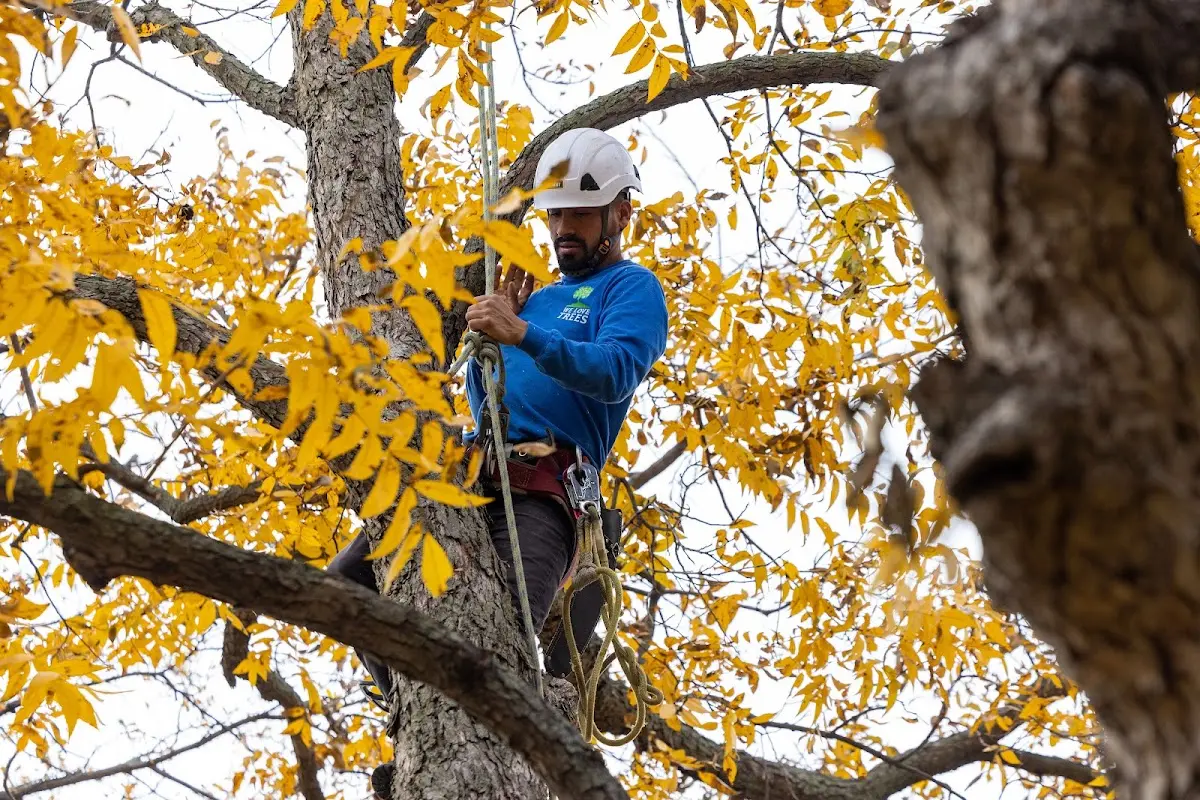 Skilled Tree Transplanting crew working in Albion